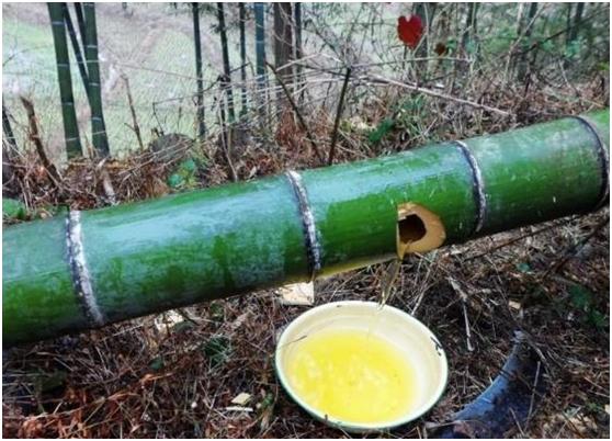 竹筒酒史上最大的骗局揭秘,真正的竹筒酒好喝吗