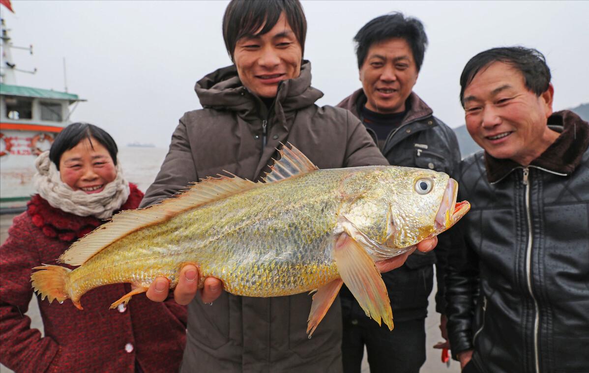 渔民一网捞出2450公斤野生大黄鱼,浙江渔民抓到黄鱼卖了近亿元