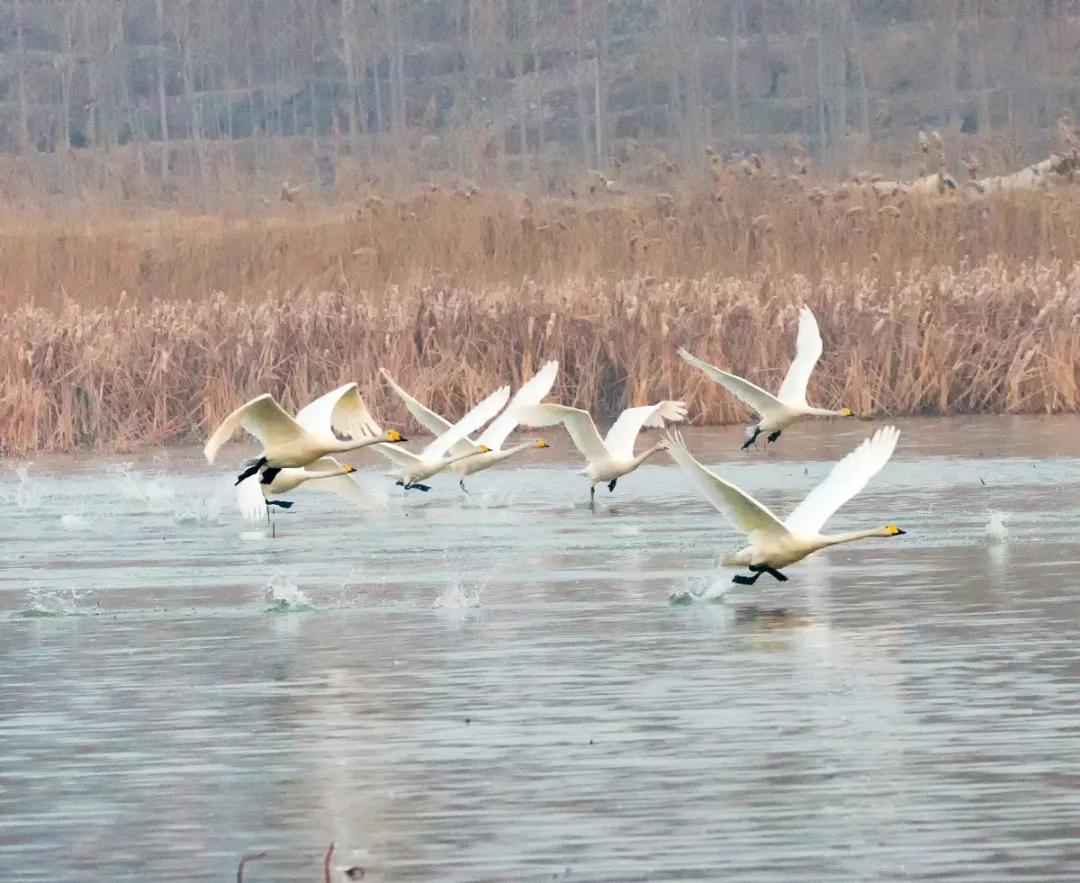 济南周边春季采摘一日游,冬季济南温泉旅游攻略
