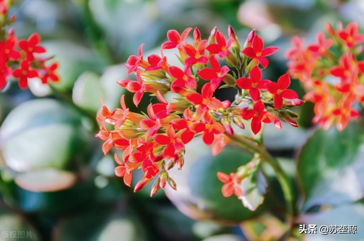 珍珠光泽的长寿花品种大全,长寿花最好看的品种花朵色彩丰富