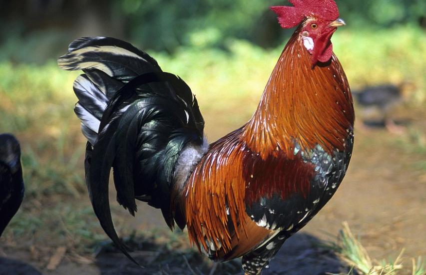 新诺明(多级增效)该如何组方?秒升数倍疗效