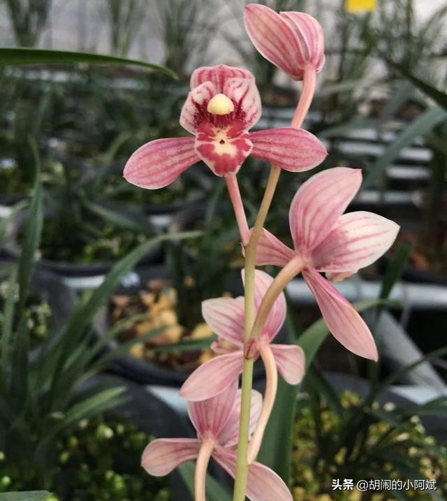 建兰东方红荷和君荷价格,建兰东方红荷特征