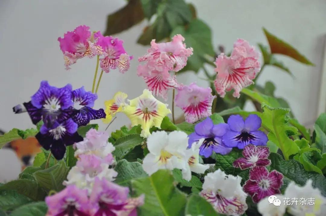 堇花兰的种植方法,浅谈养花技巧