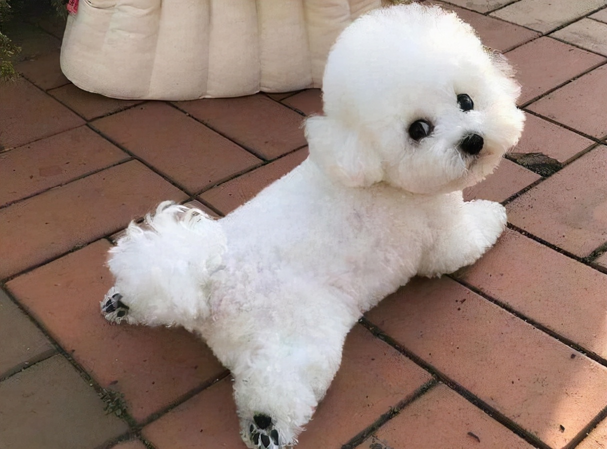 比熊犬一生中的5个阶段你知道吗,带你看看比熊犬