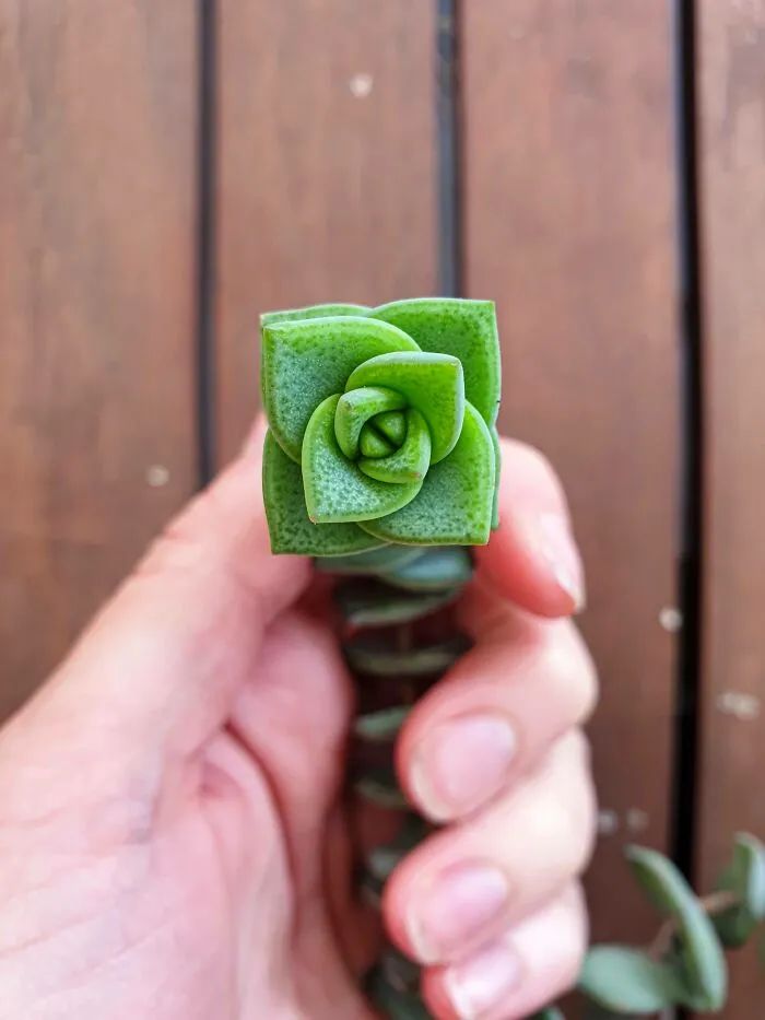 植物的神奇图片,40张奇怪的植物图片