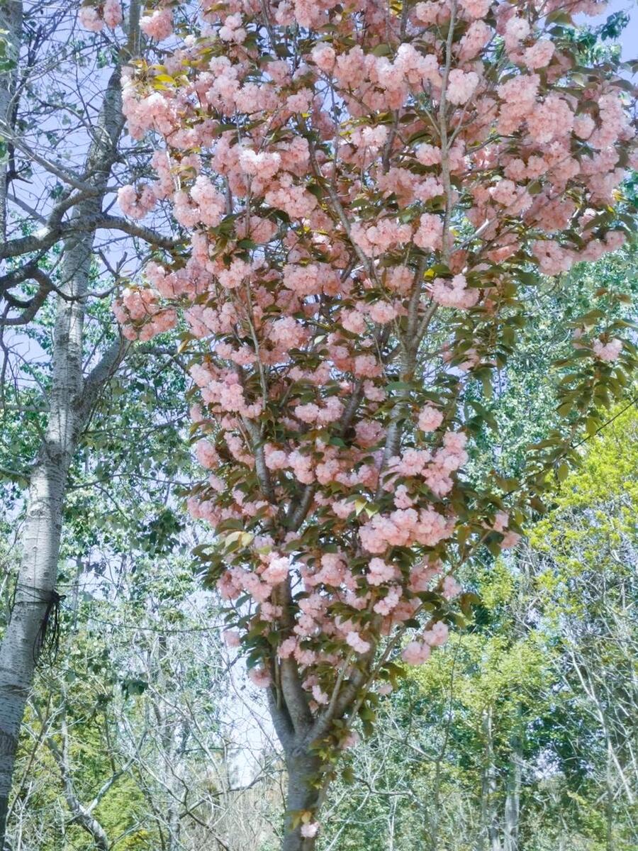 天天开心的抖音视频,天天开心之类的祝福语