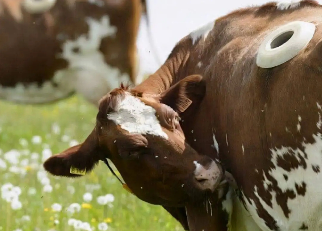 牛身上掏一个洞这对牛有何影响,为什么会在牛身上开洞