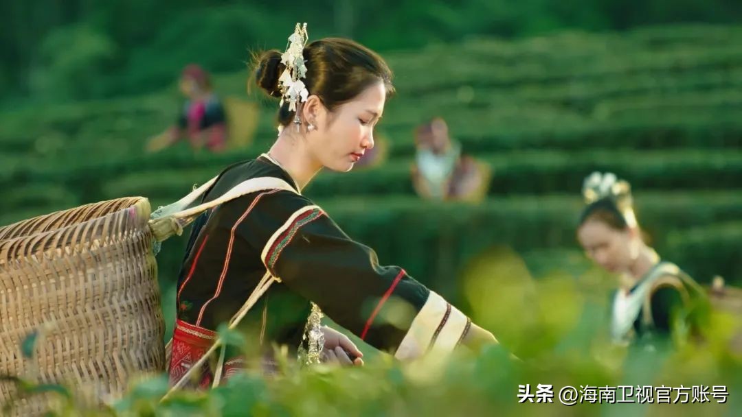 涨“健”识！才知道海南这些名木竟是黎族奇药