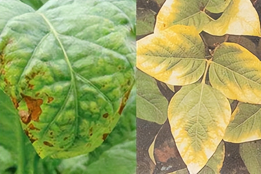 根施和喷施有什么区别,肥料是灌根好还是喷叶面好