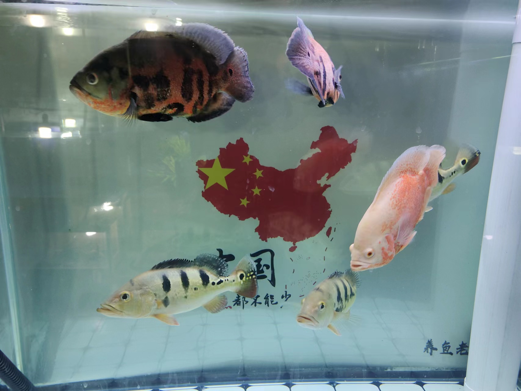 新鱼和老鱼合缸注意事项,观赏鱼新鱼旧鱼合缸注意什么