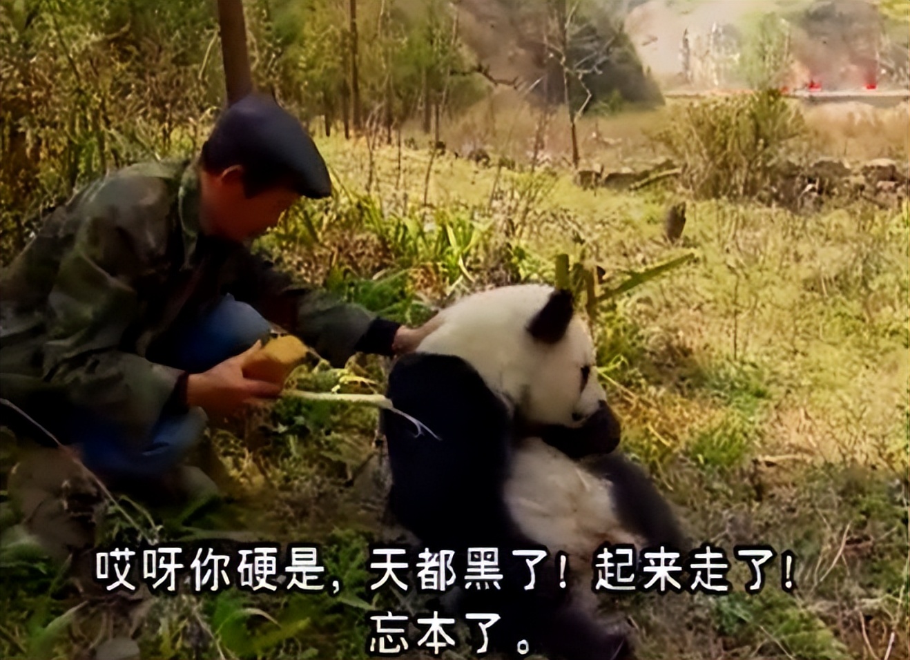 大熊猫高高成长,野生大熊猫高高学爬树