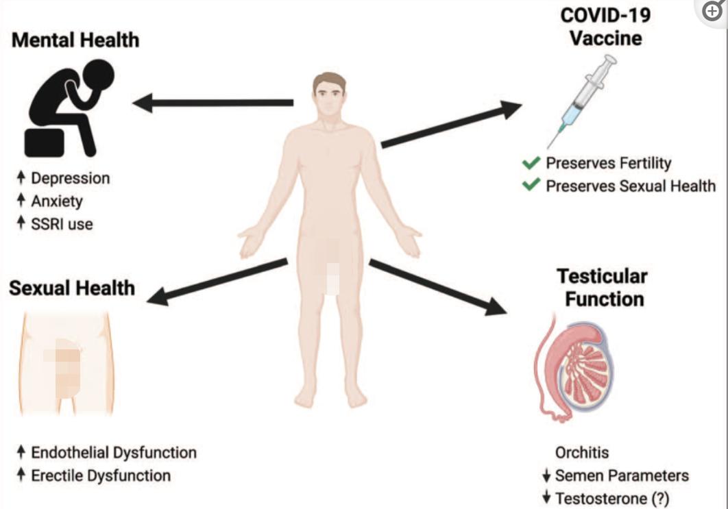 男人“阳了”后,性功能会受影响吗?有人感染后丁丁缩水3.8cm?