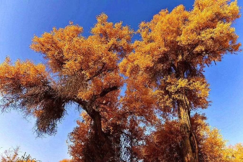 【临夏林草文化】科普篇‖胡杨铁骨千年铸，沧桑燃尽度春秋