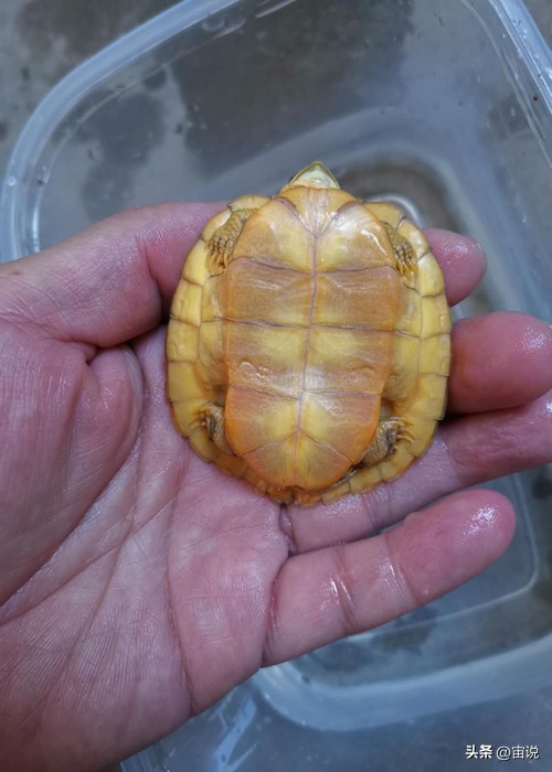 巴西彩龟养殖方法和注意事项,巴西翠龟品种