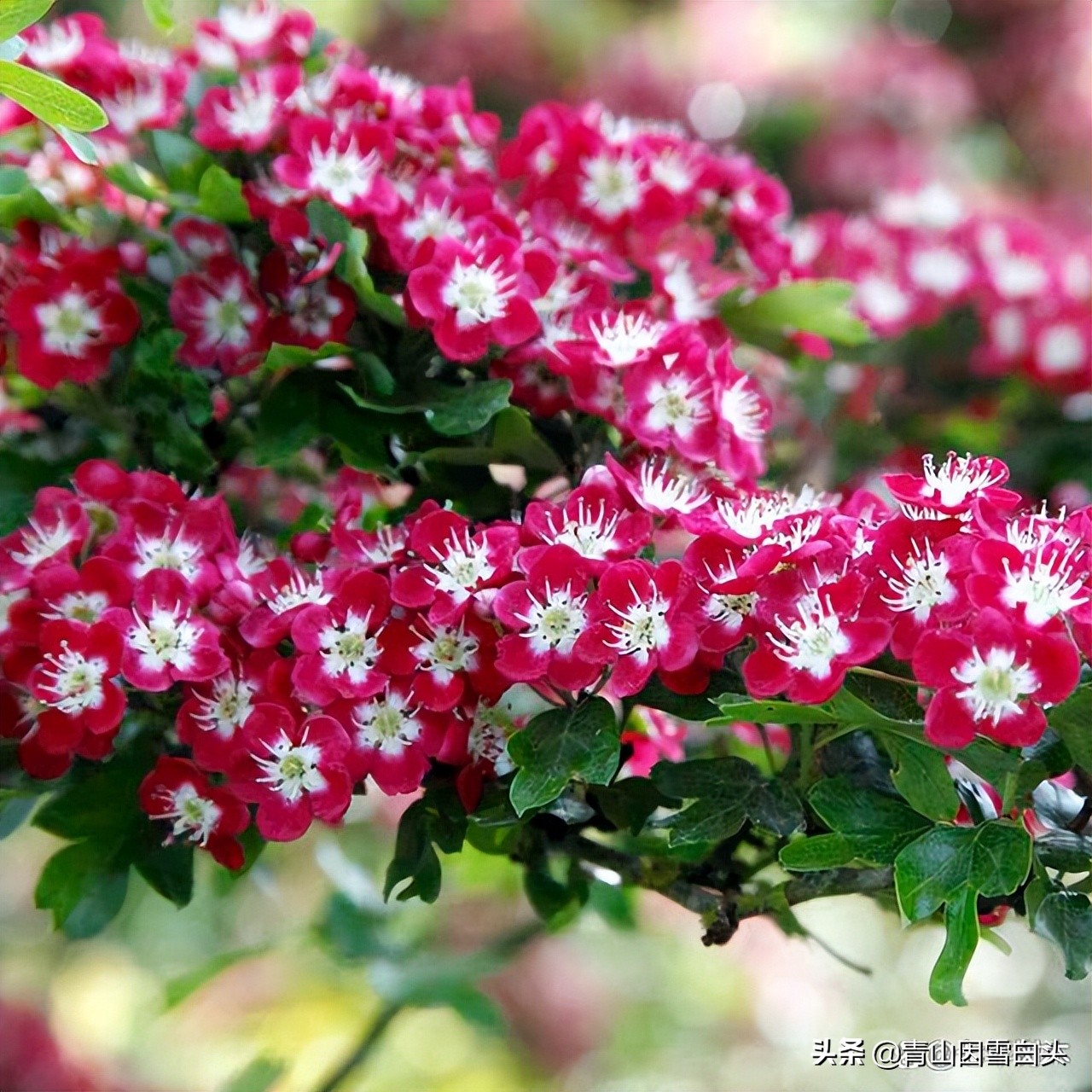 种树植树节,植树节种树的过程