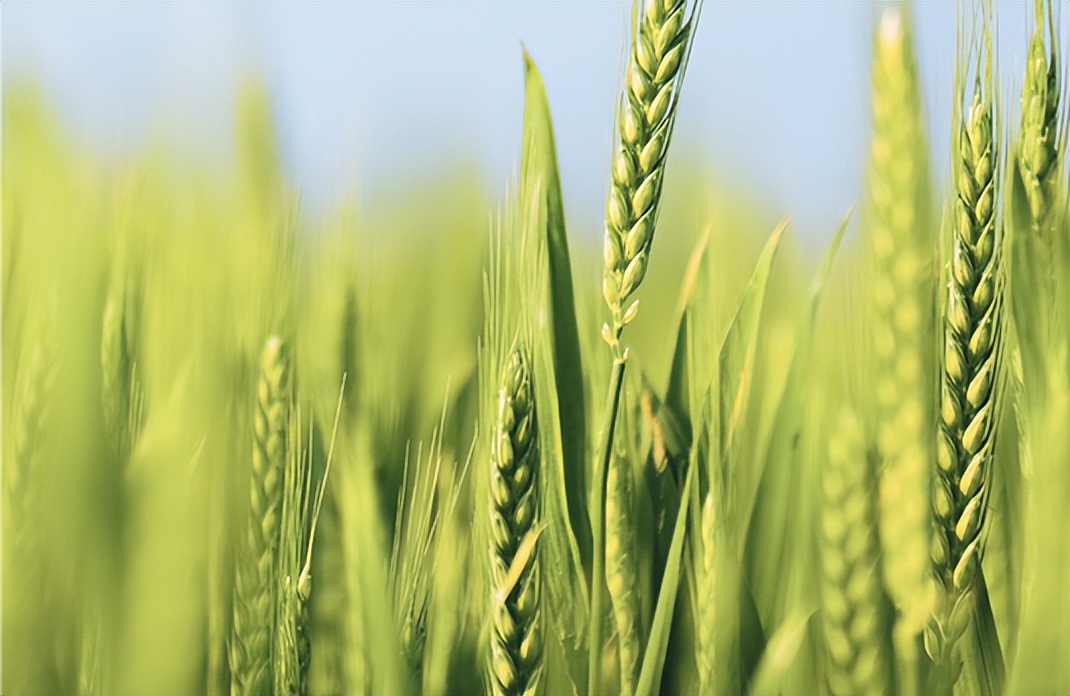 英语分级读物排行榜前十名,金魔方英语分级读物