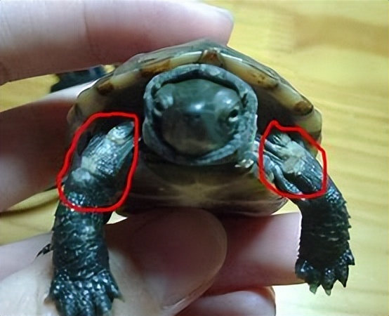 给养龟新手的一点点小建议,选择宠物龟时常被忽略的三个重点