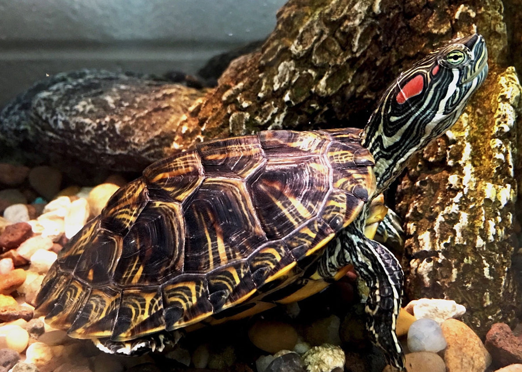 宠物乌龟饲养视频,宠物乌龟饲养方法