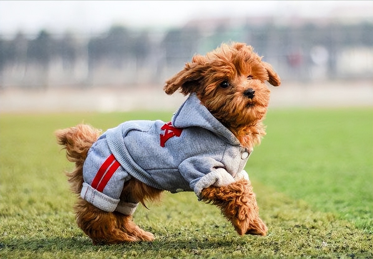 养白泰迪好还是白比熊好,雪纳瑞柯基比熊泰迪哪个好养