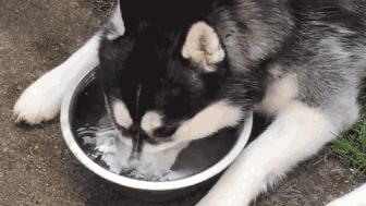 狗狗有口臭怎么办最有效的方法,狗狗口臭怎么办解决方法大揭秘