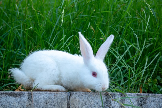 有关兔的古诗及解析,有关兔的古诗不少于3首