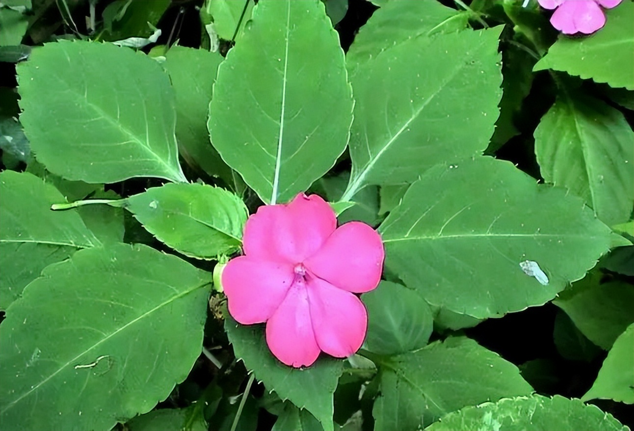 植物识别小口诀，总结的太全了！