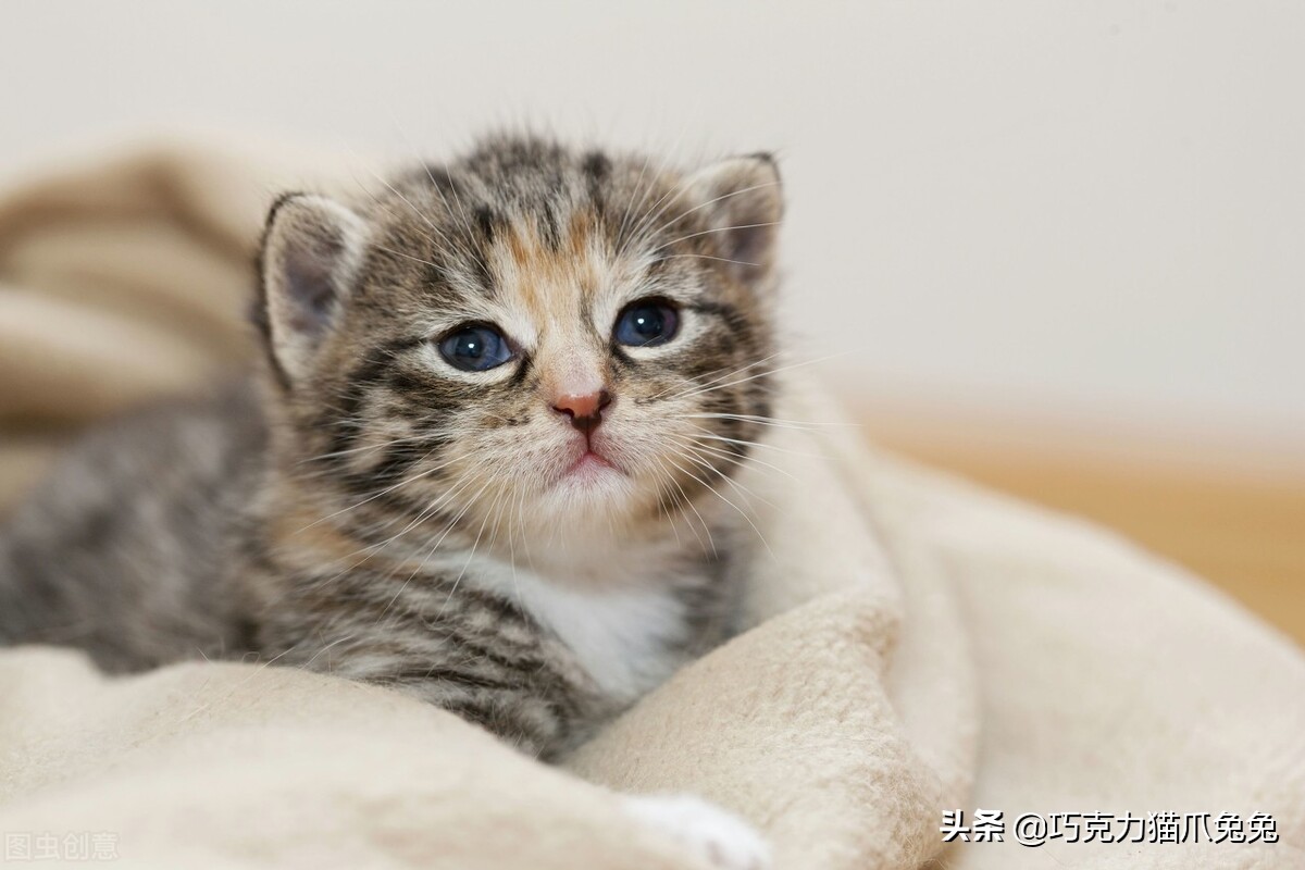 养猫感觉喉咙有毛,养猫感觉屋里味道难闻有危害