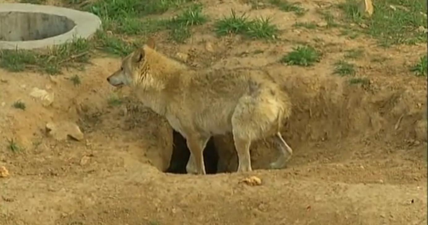 狗和狼故事简介,狗和狼的故事真实感动