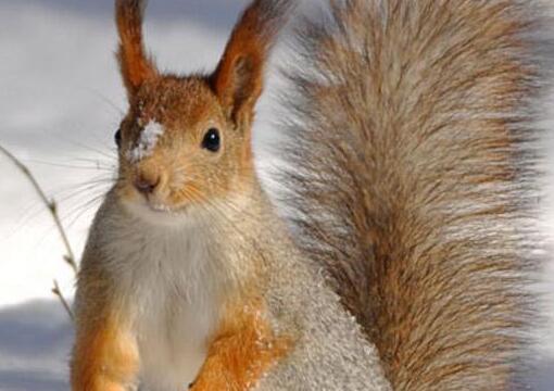 红腹松鼠和雪地松鼠哪个好驯养,金花松鼠好养还是雪地松鼠好养