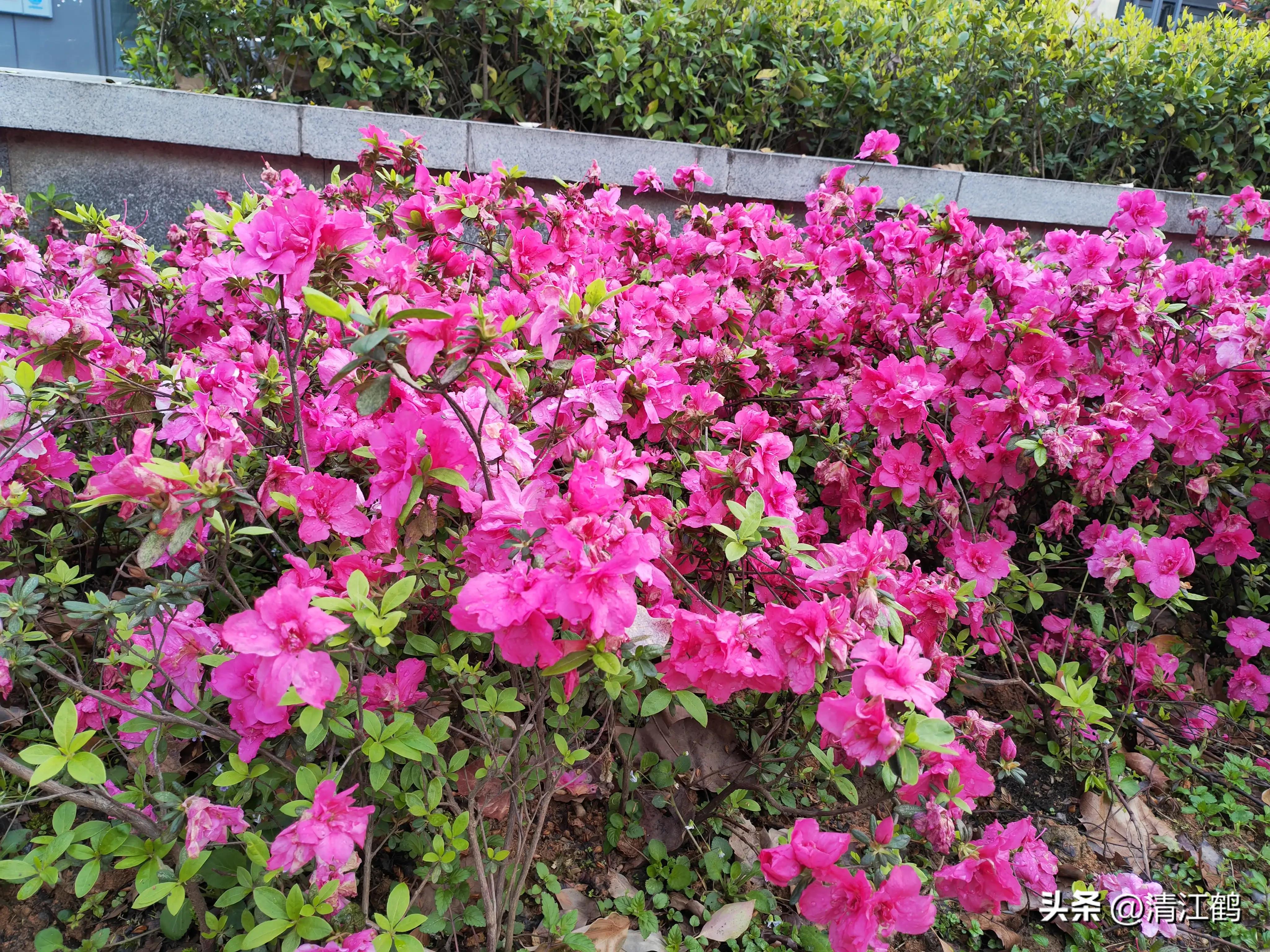 映山红扦插繁殖方法,映山红的扦插繁殖方法