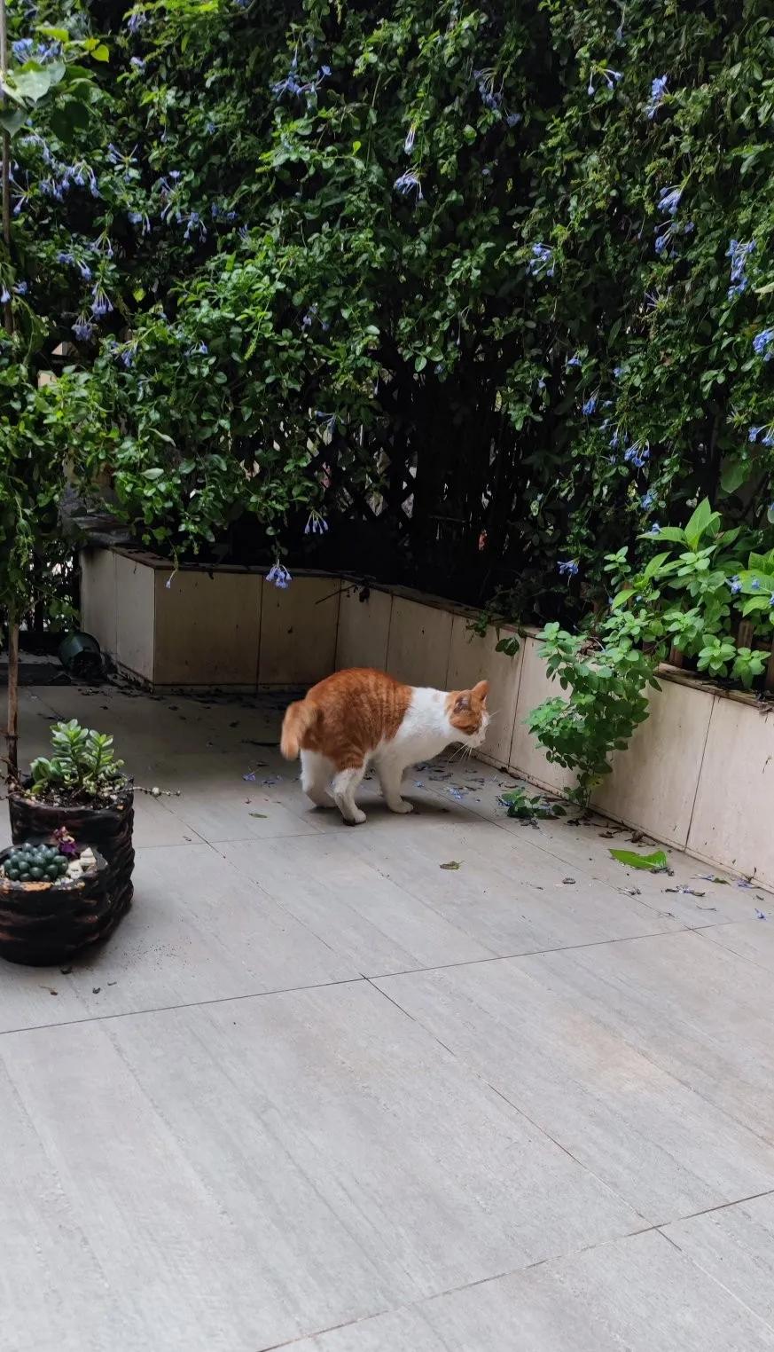 流浪猫受伤怎么能抓到,救助流浪猫要掌握正确方法