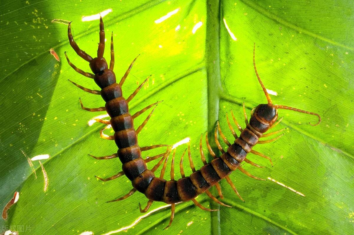 蜈蚣含剧毒被蜈蚣咬伤注意3点,蜈蚣咬伤的正确处理方法