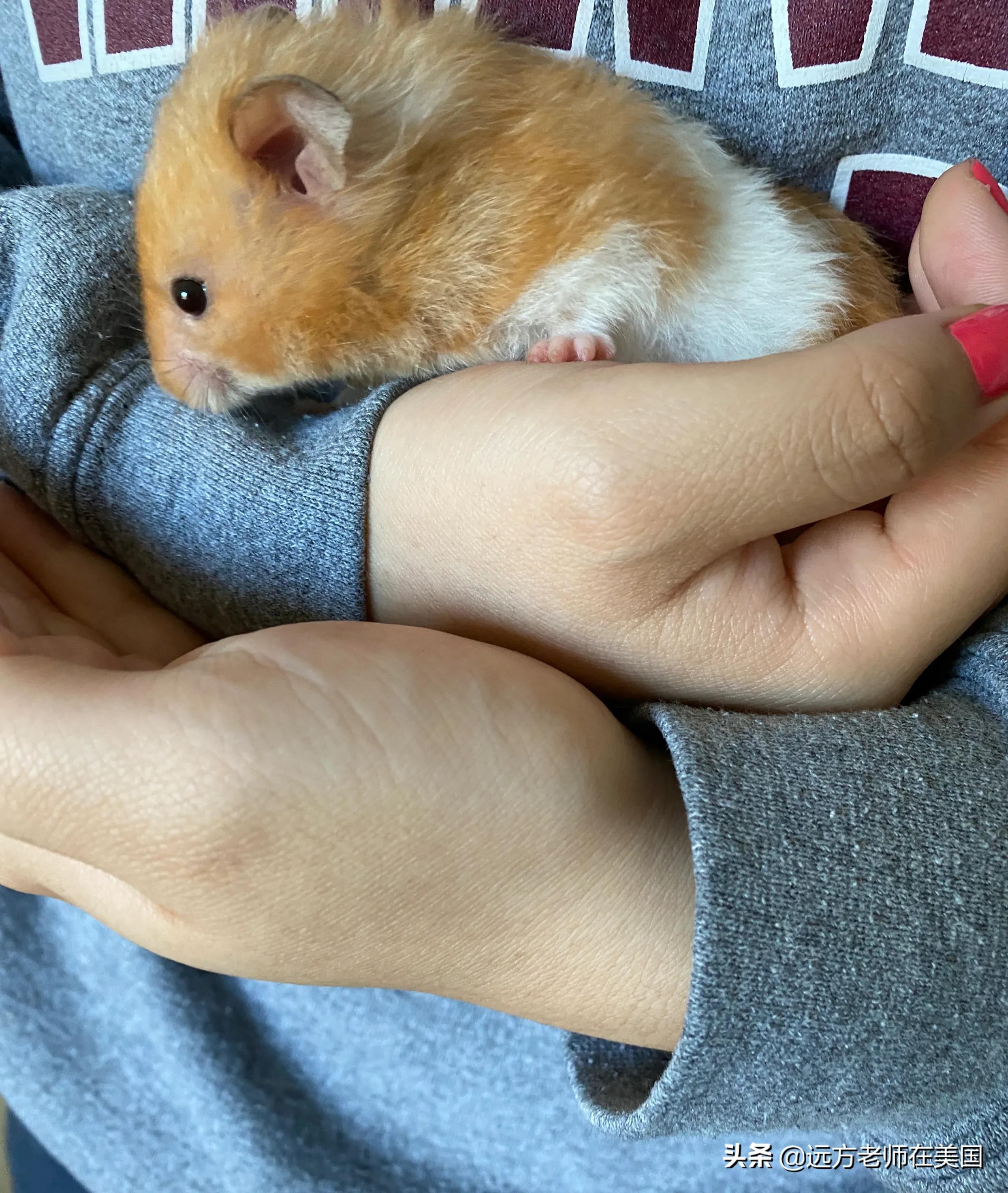 家里养只宠物对孩子有什么好处,家里养宠物对宝宝有什么好处