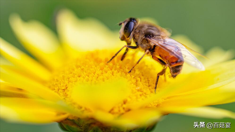 百菇宴：蜂蜜水早上喝一杯，睡前喝一杯，好