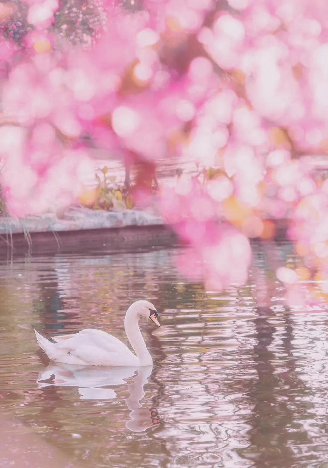 关于春水的诗句古诗大全,桃花春水梨园秋月