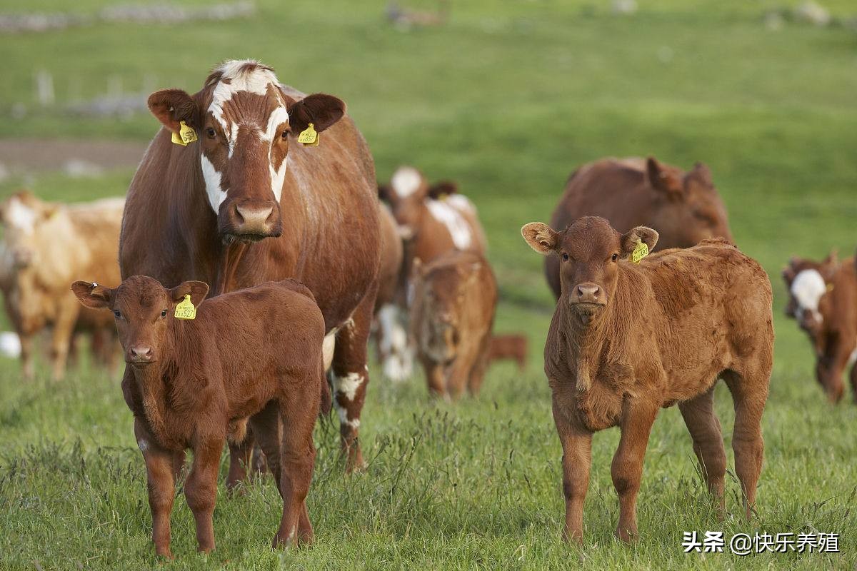 养母牛麻烦吗,养母牛的十大禁忌