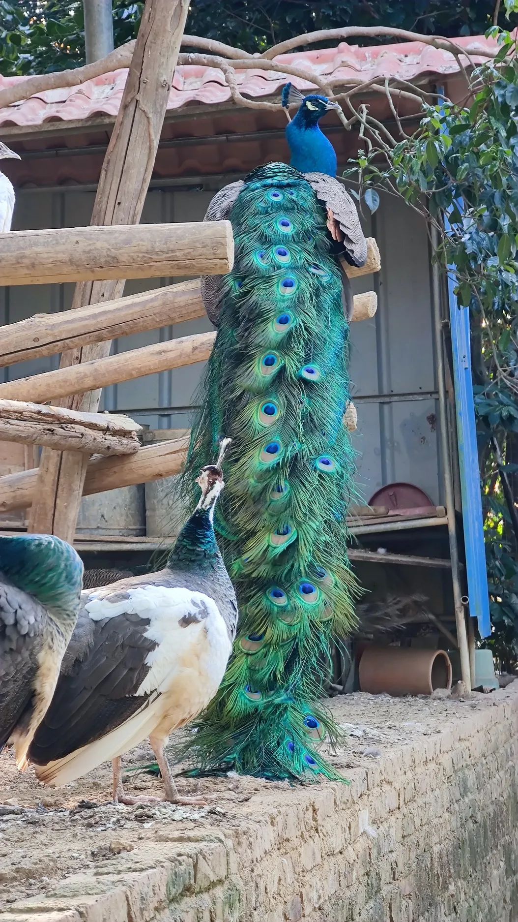 韶关巨型稻草人王国,数百个大型稻草人乐园