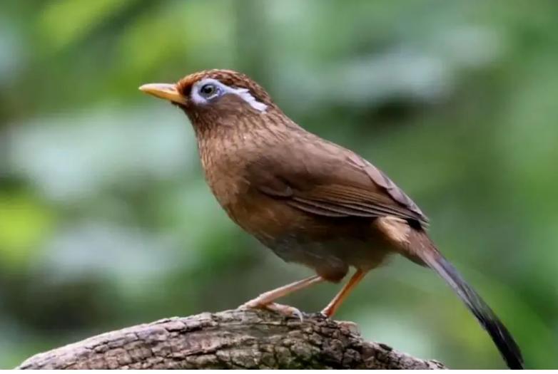 养哪种鸟可以赚钱,现在养什么鸟最赚钱还能繁殖