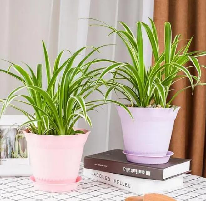 卧室养什么绿植能产生负氧离子,家里放多少绿植负氧离子多