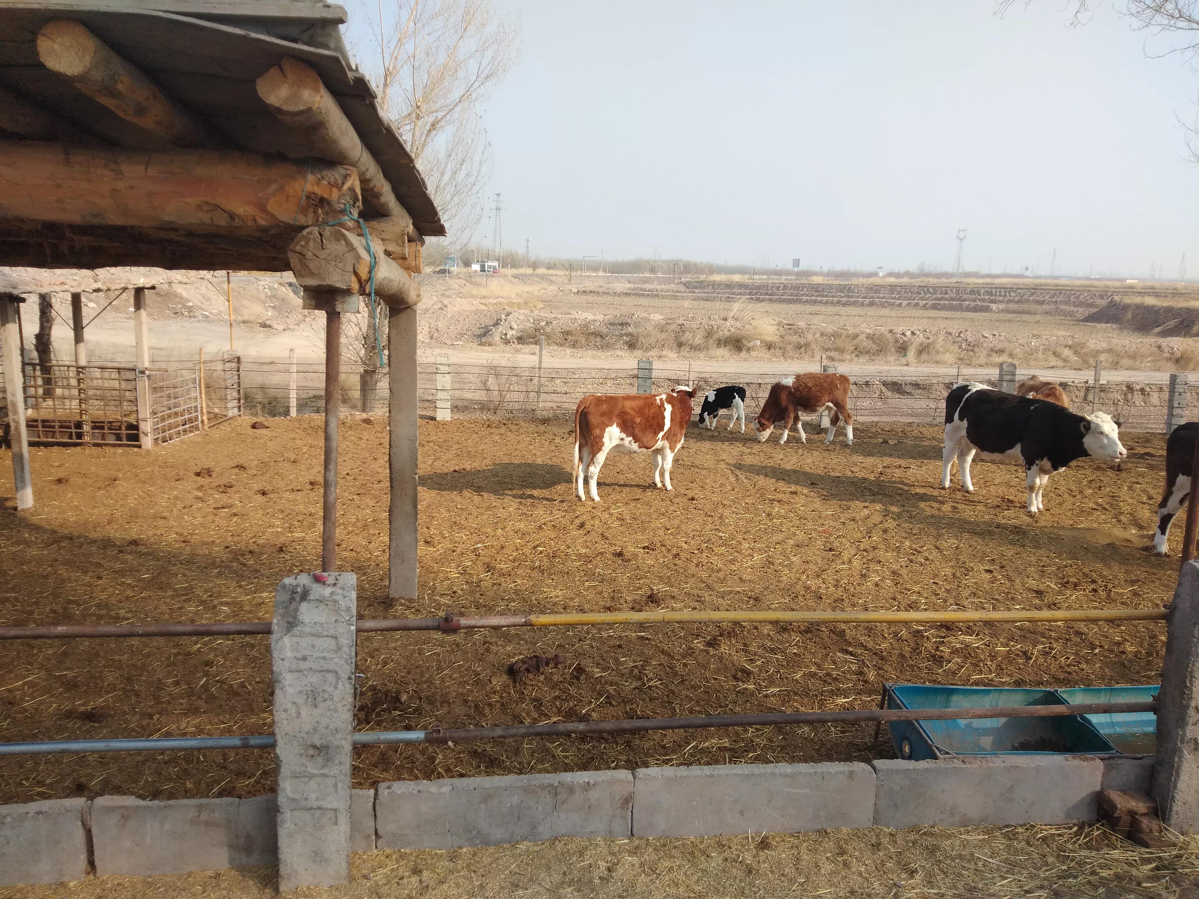 养牛究竟挣钱吗,养牛行业值不值得入行