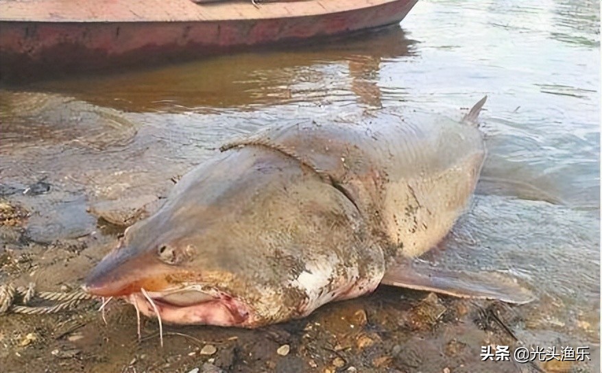 中国十大淡水巨型鱼,全球体型最大的十大淡水鱼类排行