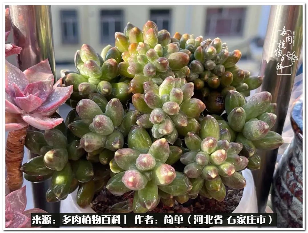 自从养了多肉以后视频,养多肉治愈生活中的疲惫和琐碎