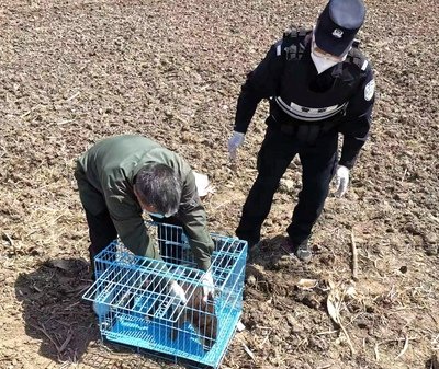 大学生掏16只鸟被判10年真实情况,大学生掏鸟16只获刑10年半的原因