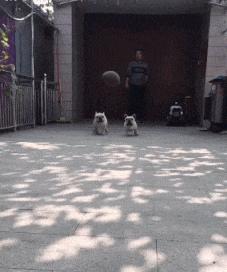 做服务员没口才,做服务员没有工作怎么办