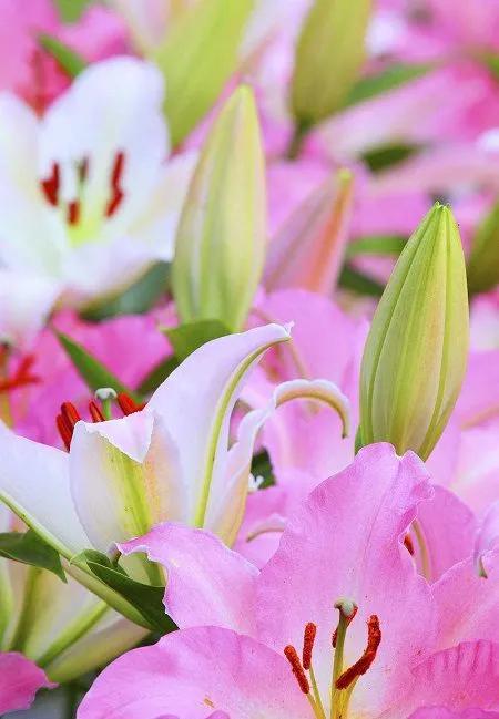 一花一世界一念一佳人的图片,一花一世界一叶一春秋图片