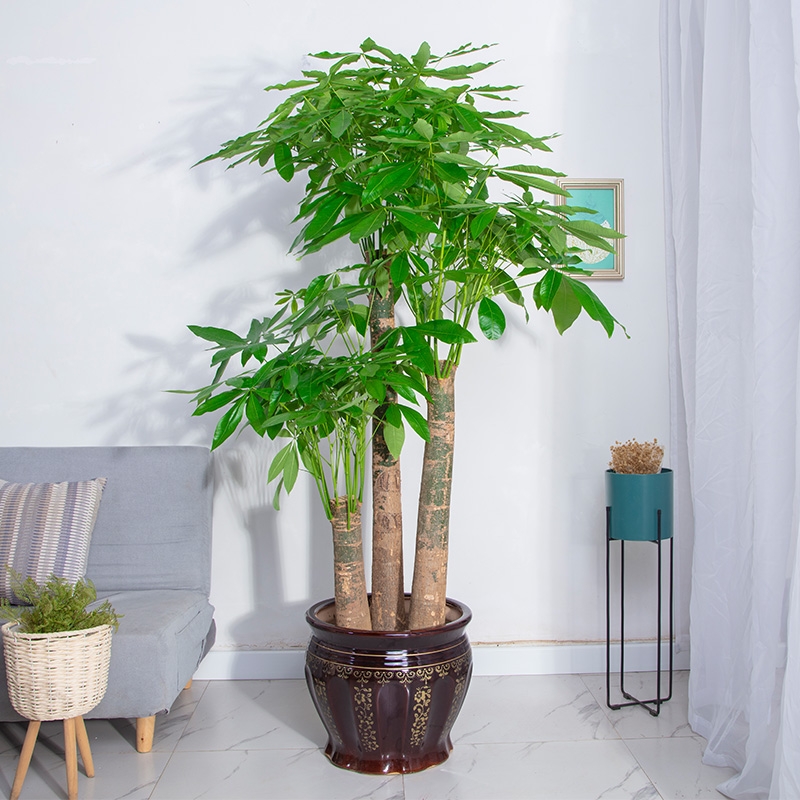 年花盆栽怎么搭配,明年还可以开花的年花盆栽