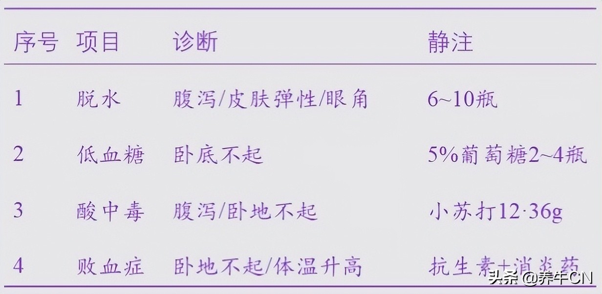 奶公犊牛饲养效益分析,奶公小牛犊如何饲养