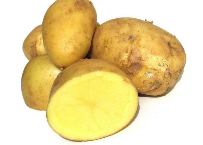 博美犬哪些食物不能吃,博美犬不能吃的有哪些