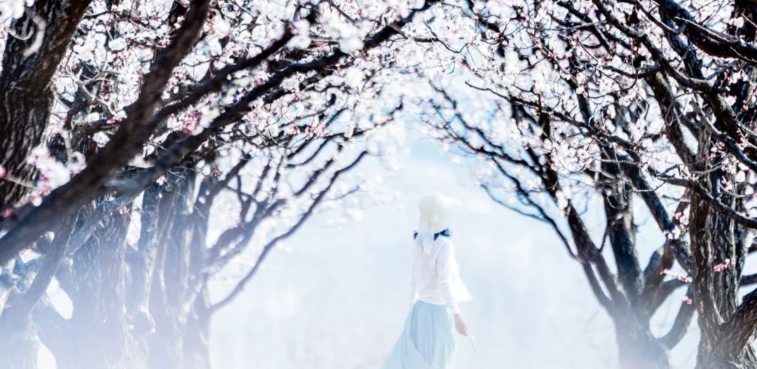 济南这个周末适合哪里赏花,济南春天赏花好去处