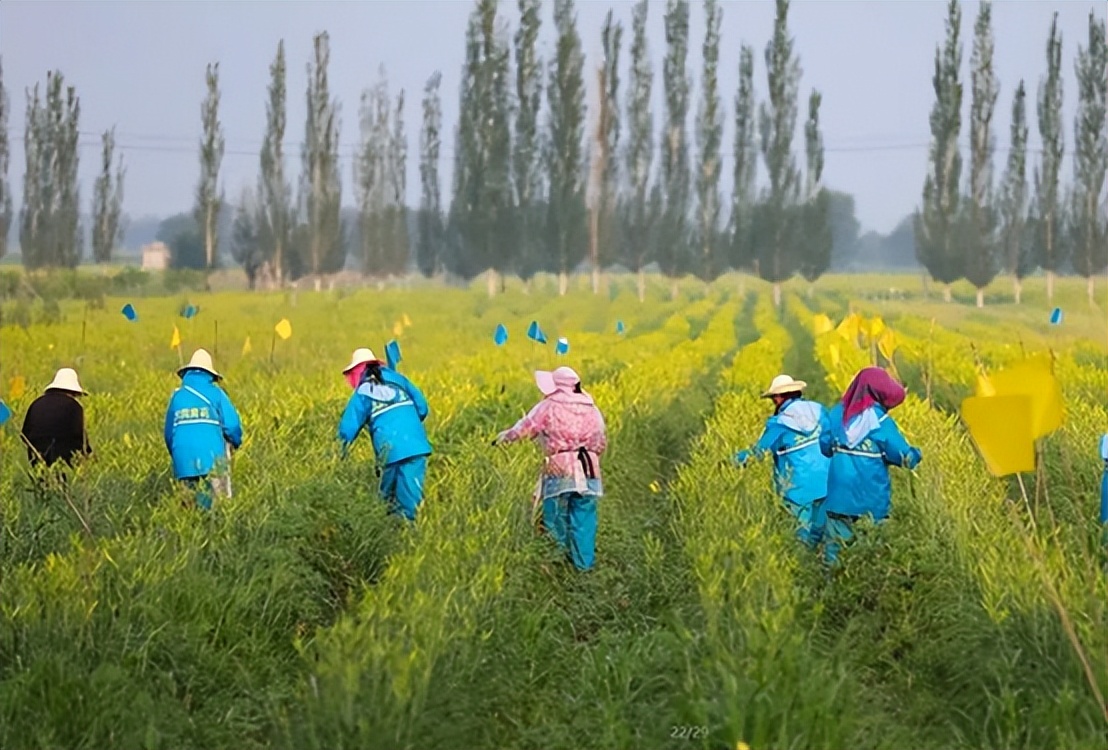 乡村振兴移风易俗先进典型案例,乡村振兴与旅游结合的优秀案例